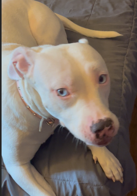 Introducing K9-Echo